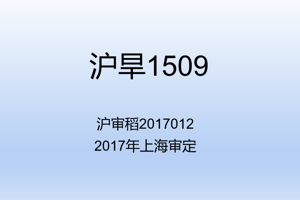 沪旱1509