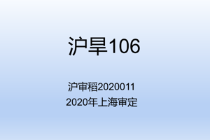 沪旱106