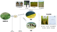 Mol Plant | 上海市农业生物基因中心科研团队提出陆稻起源新观点 