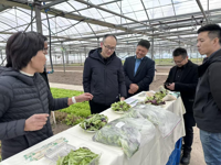 强化科技支撑 中心种源助力我市生菜产业高质量发展