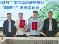 “生菜芯片”落地金山廊下 “缤纷3号”完成成果转化